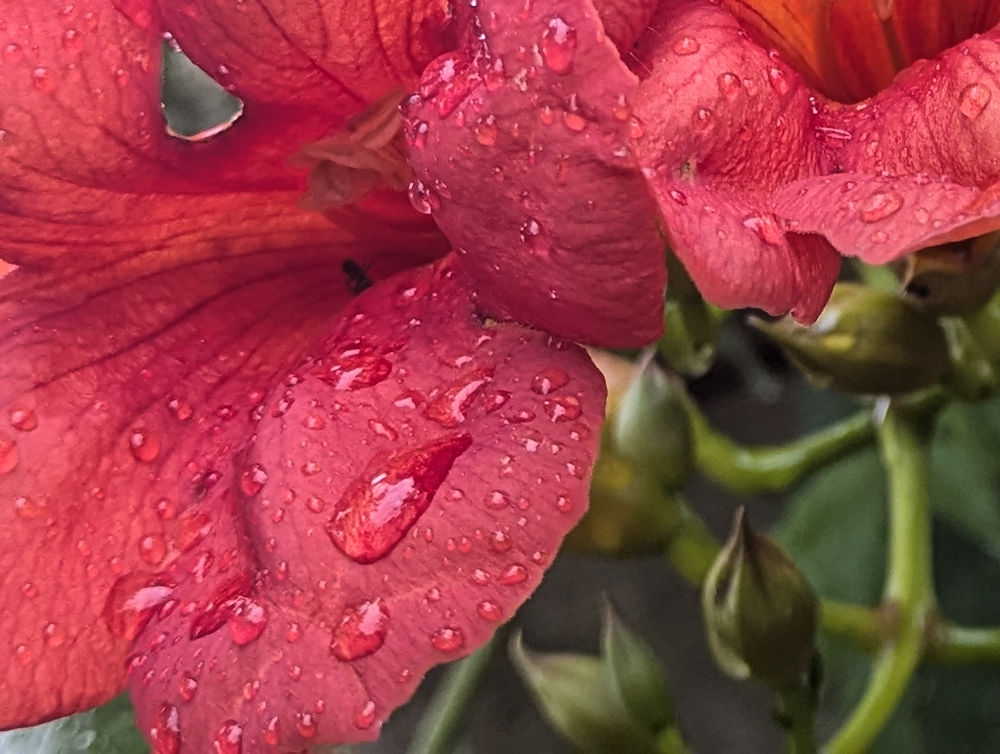 Regen