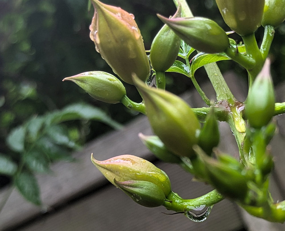 Regentropfen
