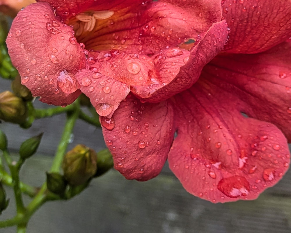 Nature Thursday