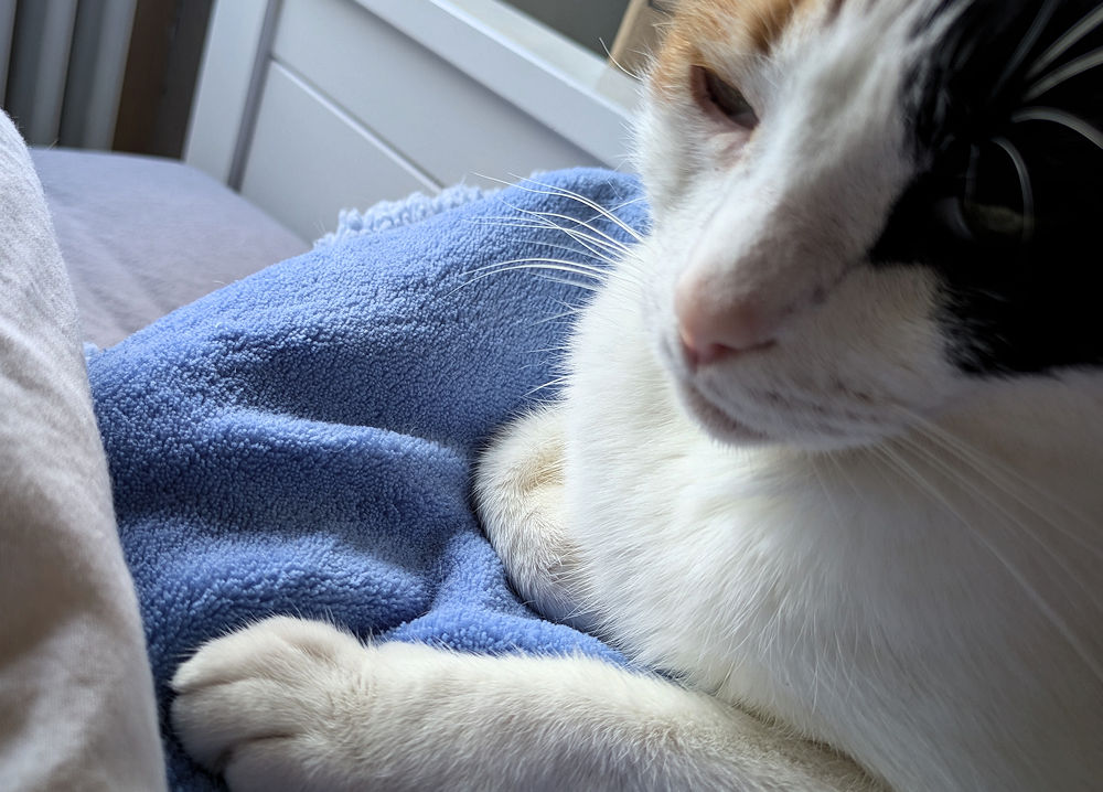 Katze