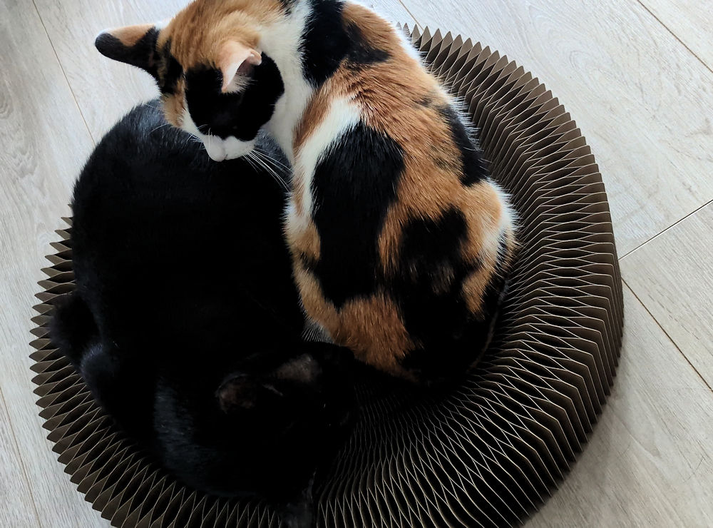 Katzen