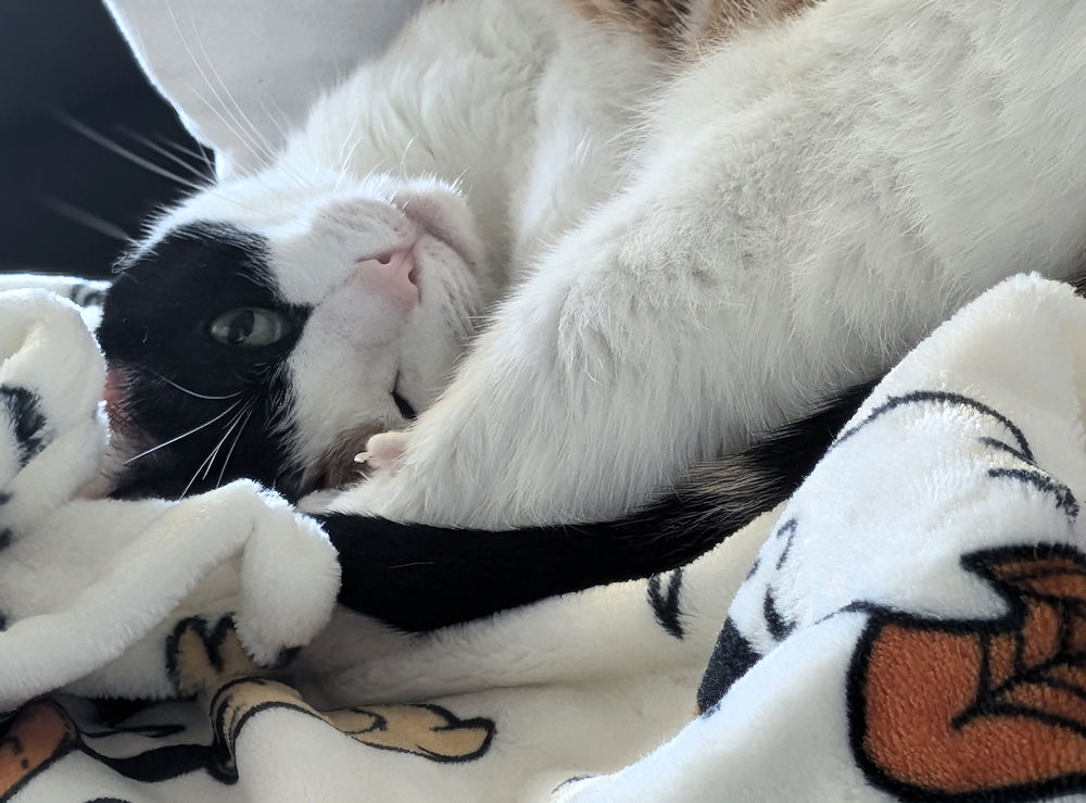 Katze