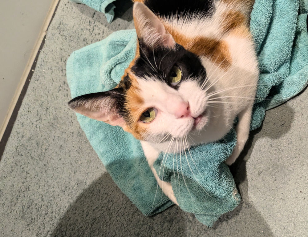 Katze