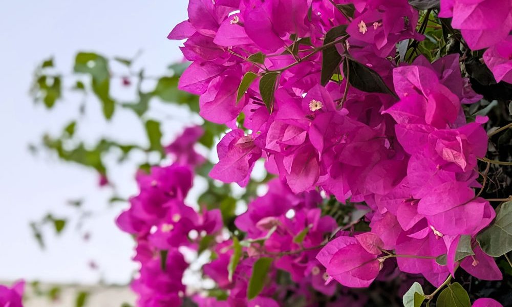 Nature Thursday