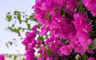 Nature Thursday