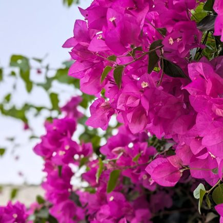 Nature Thursday