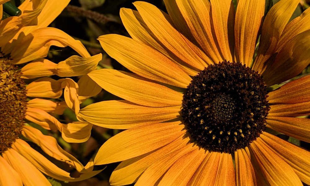 Nature Thursday