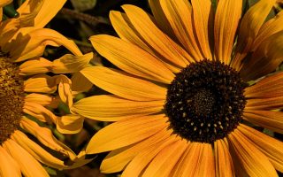 Nature Thursday
