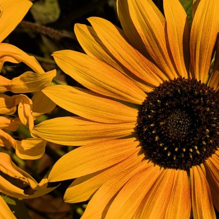 Nature Thursday