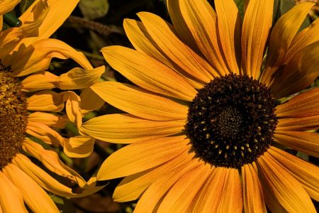 Nature Thursday