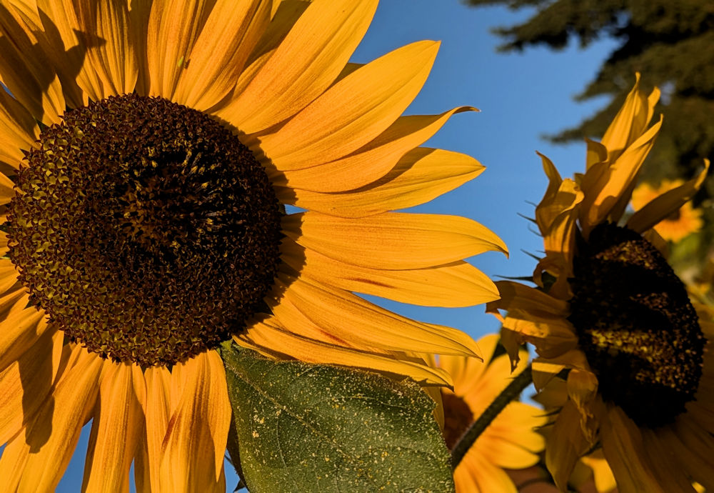 Sonnenblumen