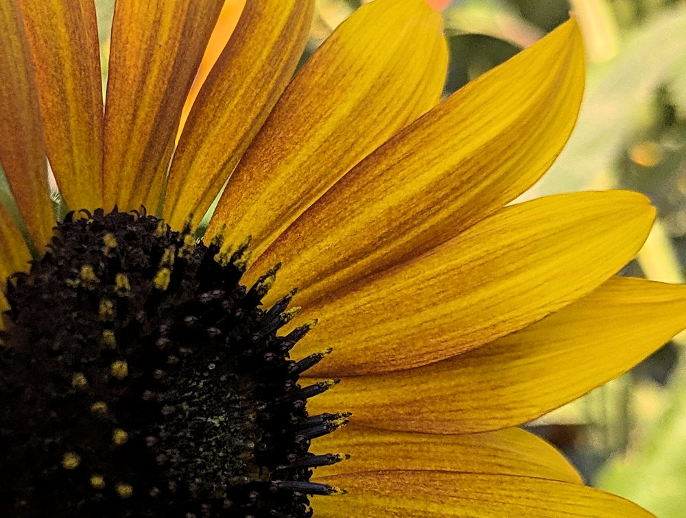Sonnenblume