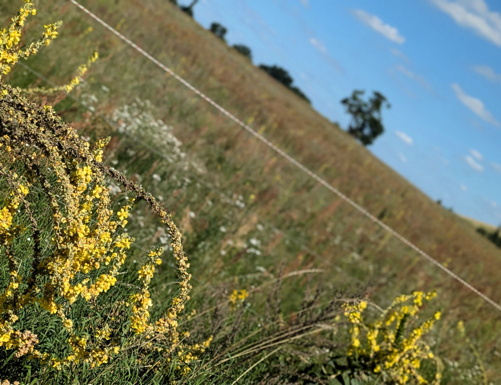 Natur pur