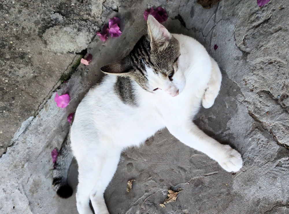Katze