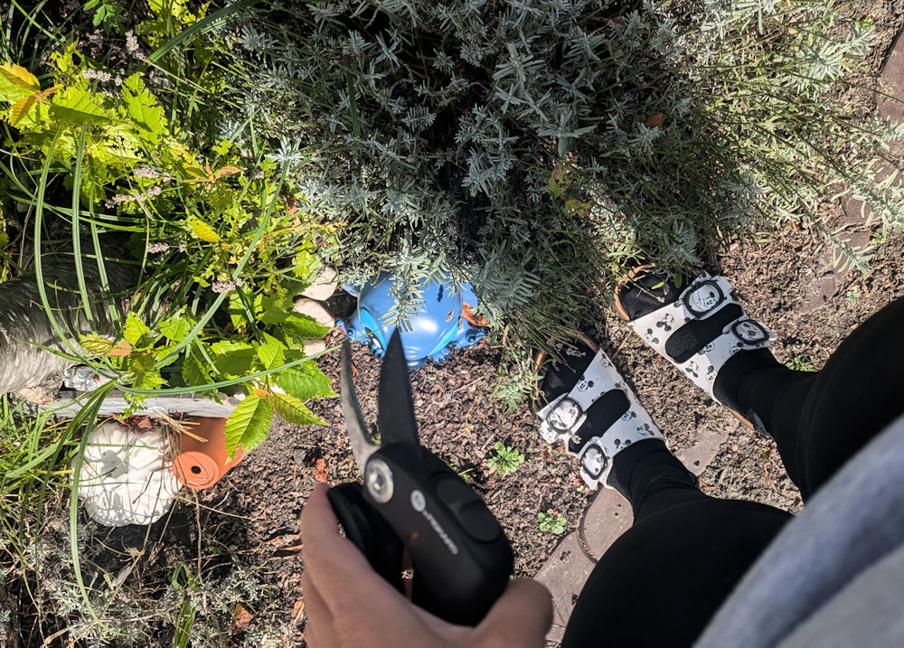 #WIB