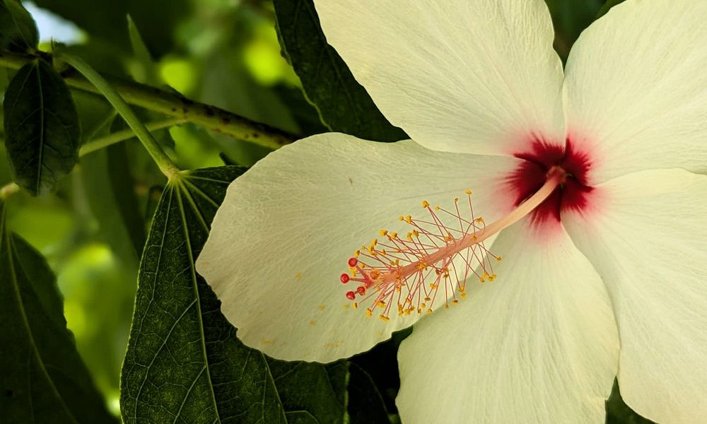 Nature Thursday