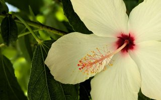 Nature Thursday