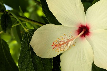 Nature Thursday