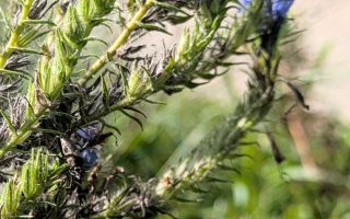 Nature Thursday