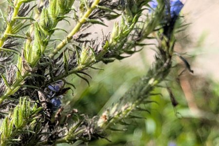 Nature Thursday