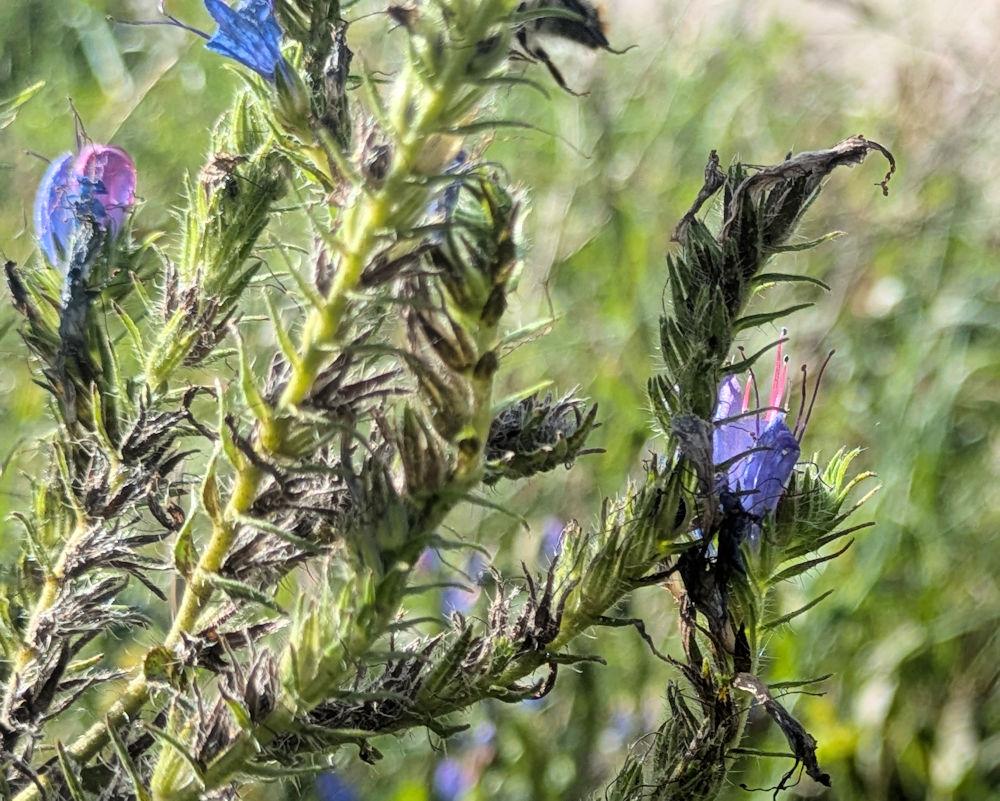 Nature Thursday 