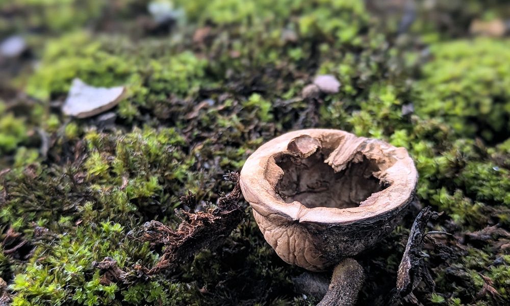 Nature Thursday