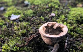 Nature Thursday