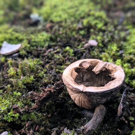 Nature Thursday