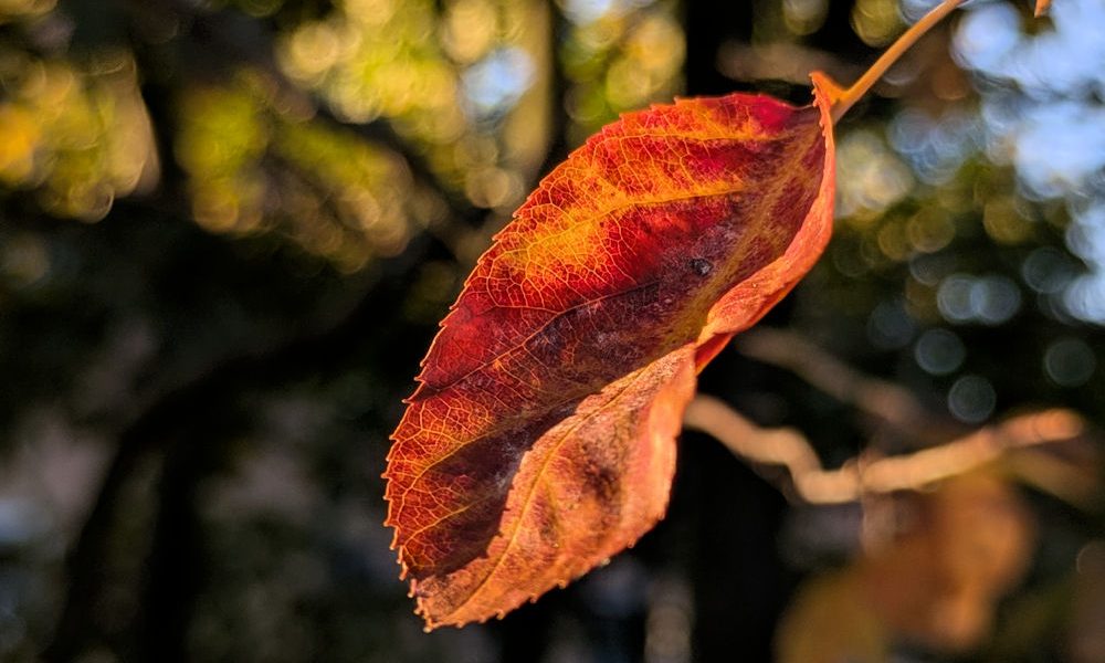 Nature Thursday