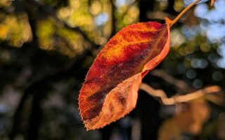 Nature Thursday