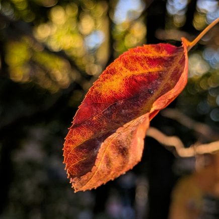 Nature Thursday