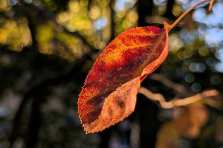 Nature Thursday