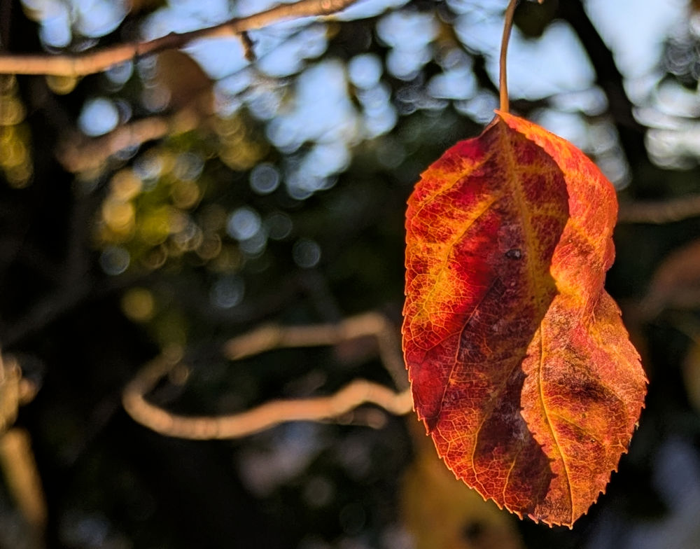 Nature Thursday