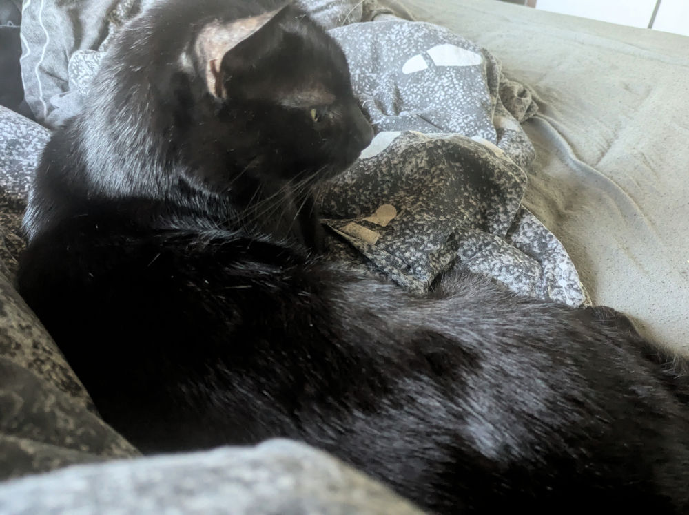 Katze