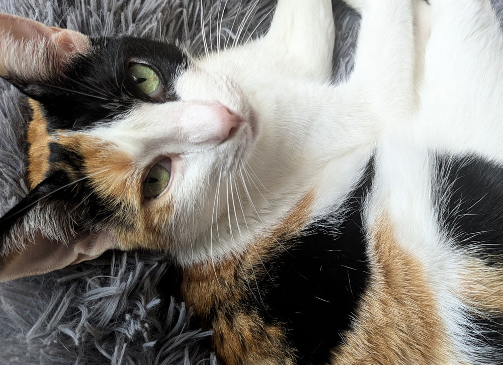 Katze