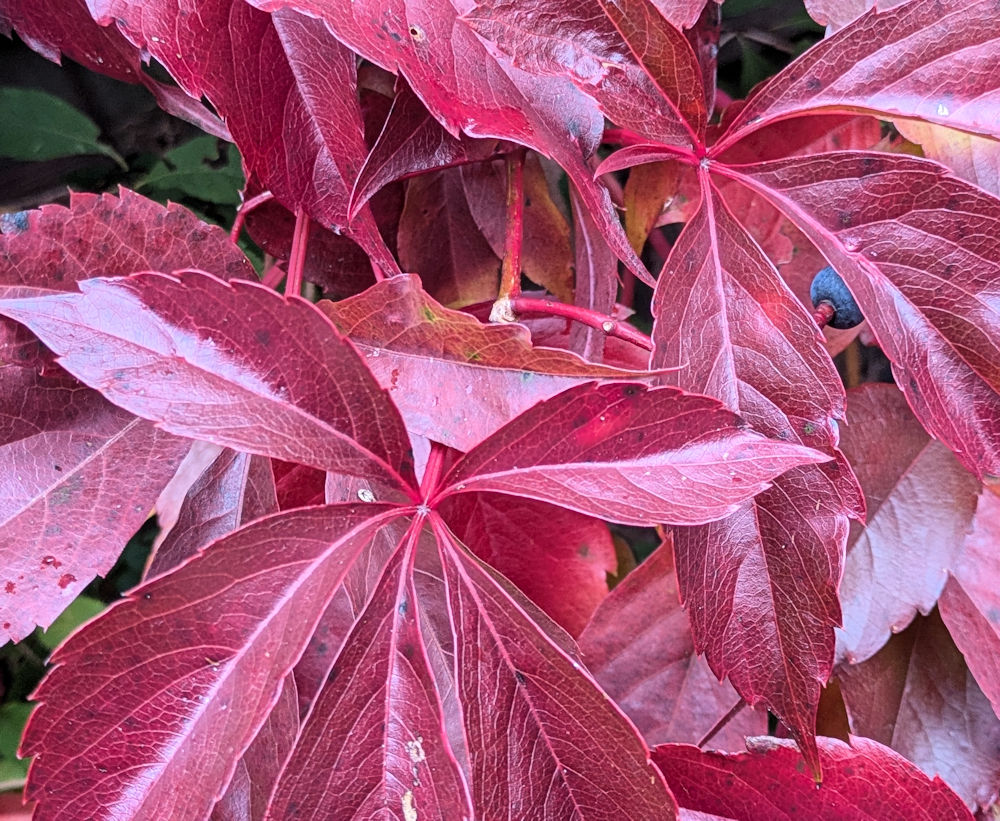 Nature Thursday