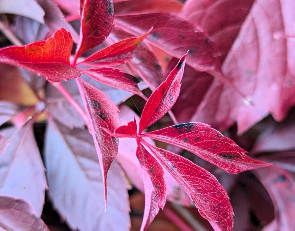Rot