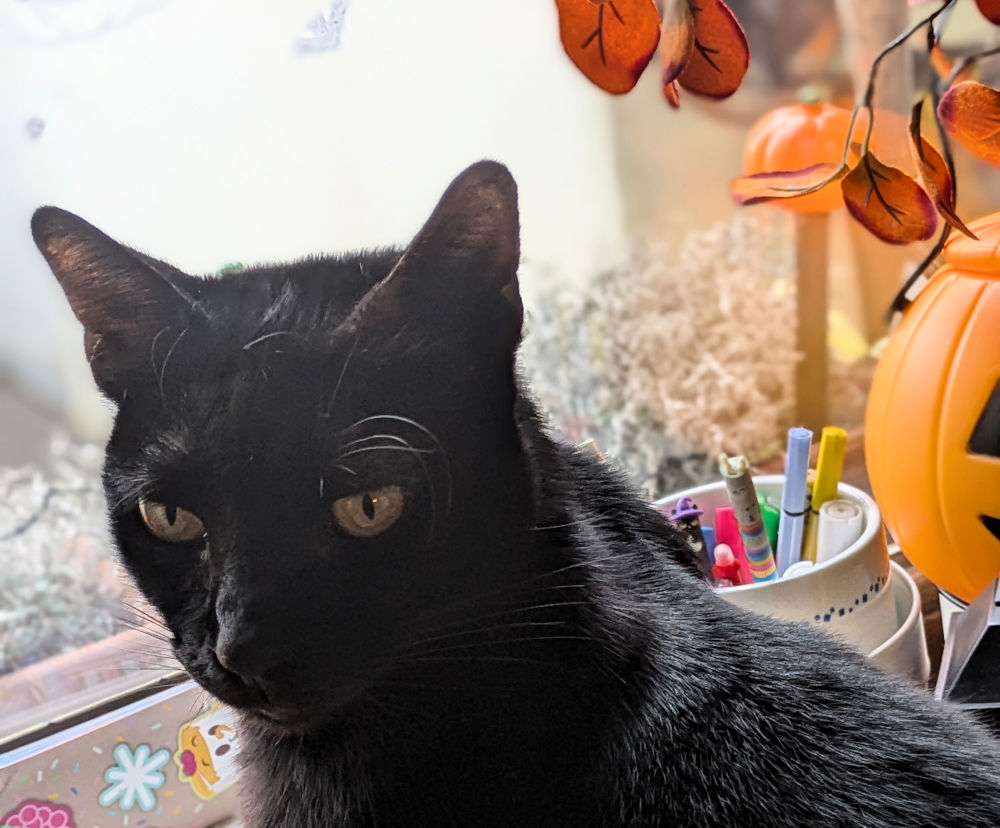 Katze