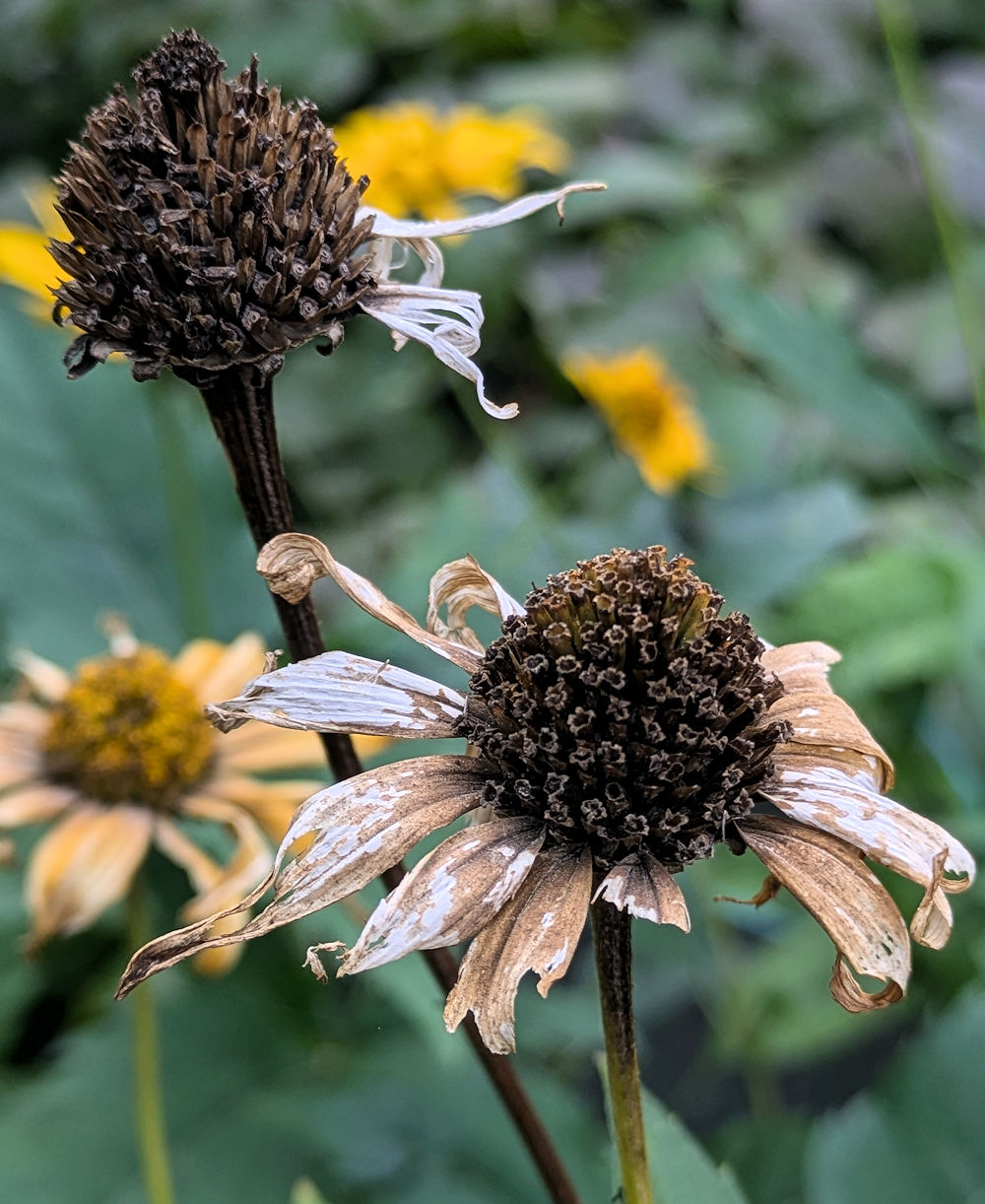 Nature Thursday