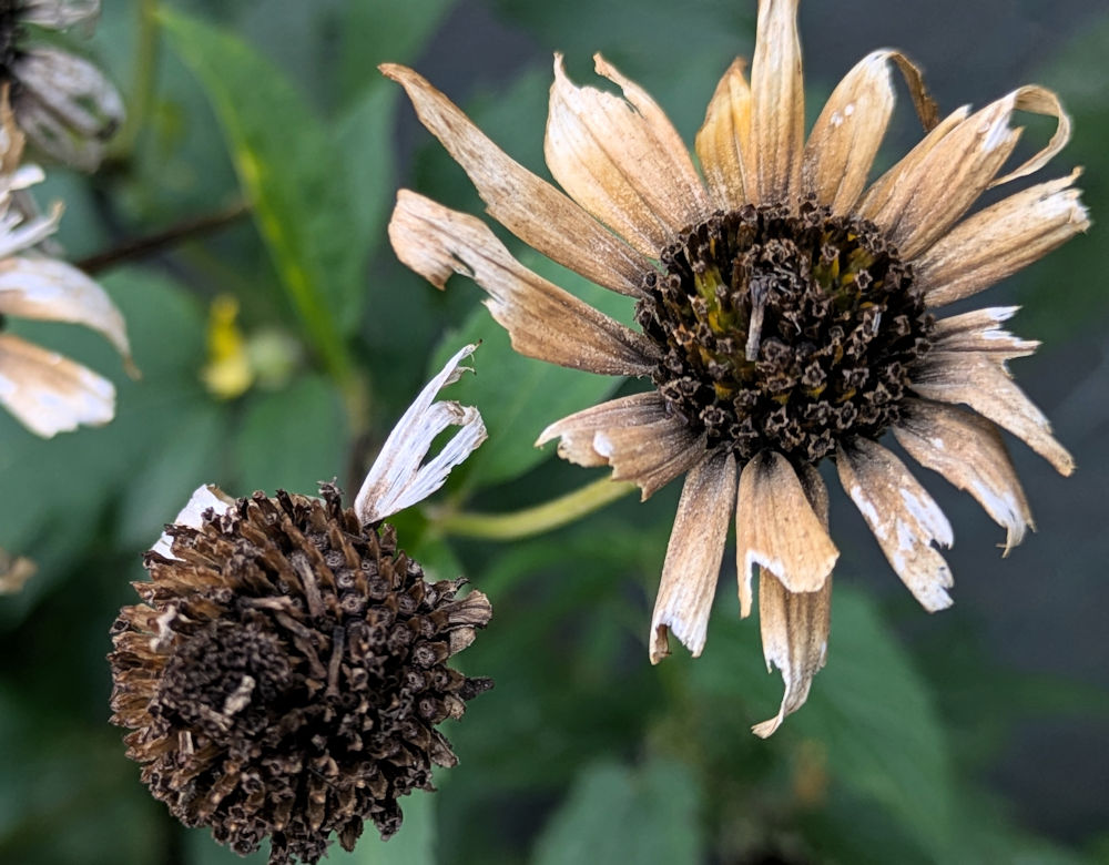 Nature Thursday
