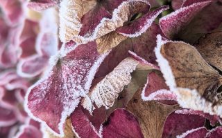 Nature Thursday