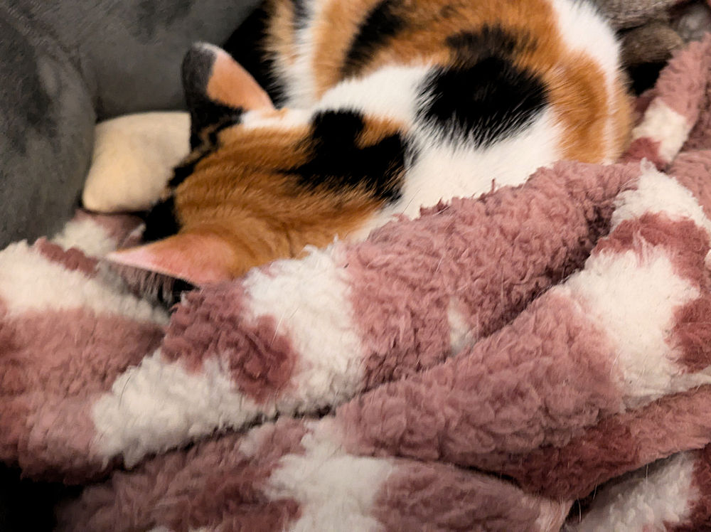 Katze