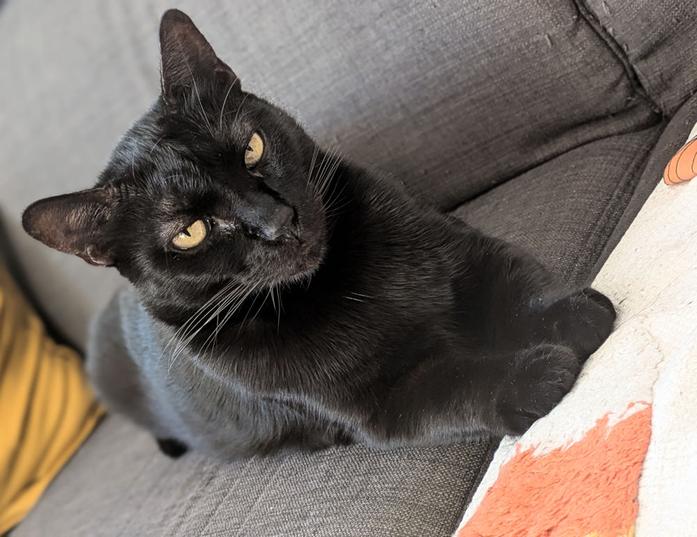 Katze