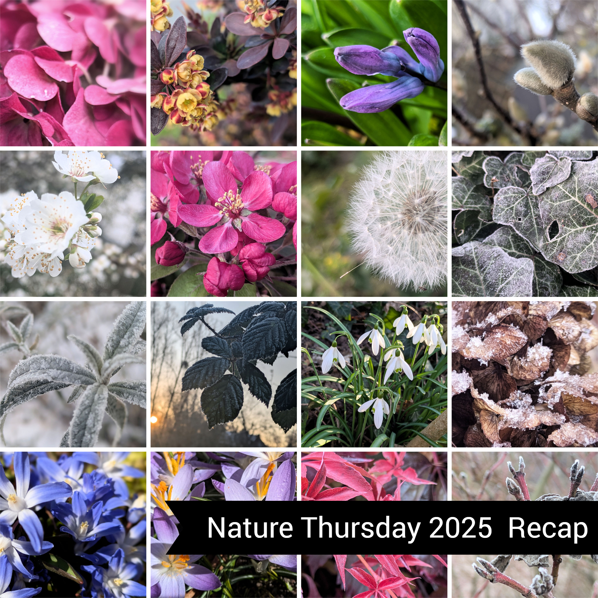 Nature Thursday 2025