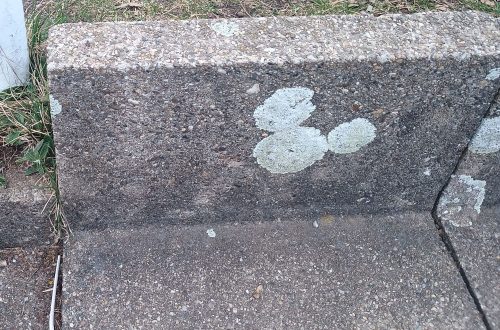 Hidden Mickey