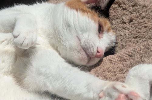 Wochenlieblinge