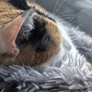 Wochenlieblinge