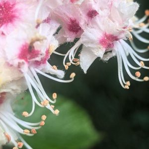Nature Thursday