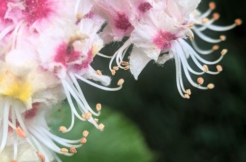 Nature Thursday