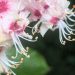 Nature Thursday